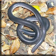 Blind Snake