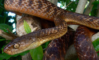 Brown Tree Snake