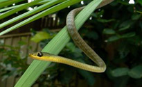 Common Tree Snake