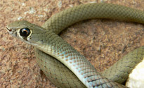 Yellow-faced Whip snake