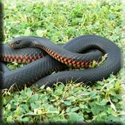 Red-bellied Black Snake