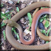 Yellow-faced Whip Snake
