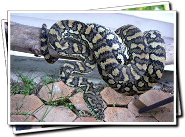 Coastal Carpet Python