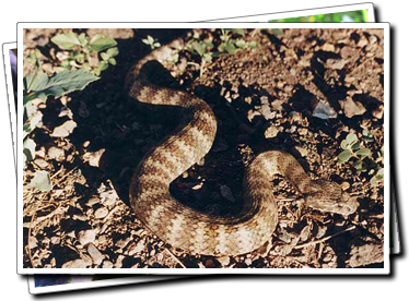 Common Death Adder