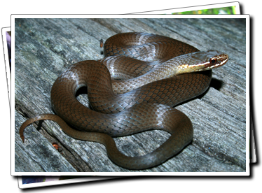Marsh Snake
