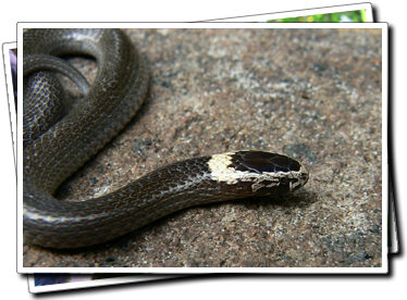 white-crowned snake