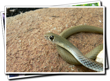 Yellow-faced Whip Snake